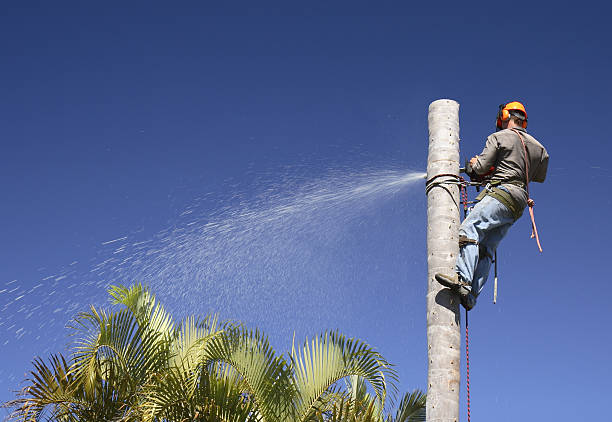 Best Fruit Tree Pruning  in West End Cobb Town, AL