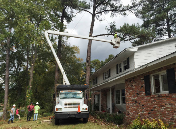 Best Tree Disease Treatment  in West End Cobb Town, AL