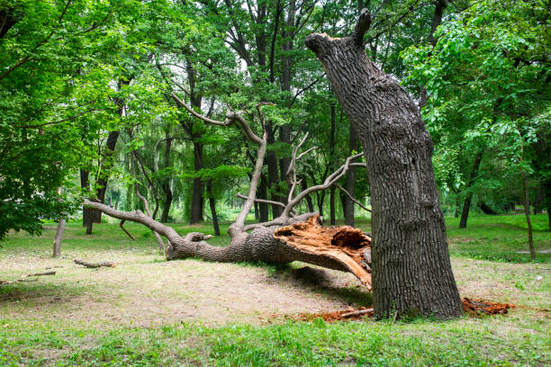 Best Leaf Removal  in West End Cobb Town, AL