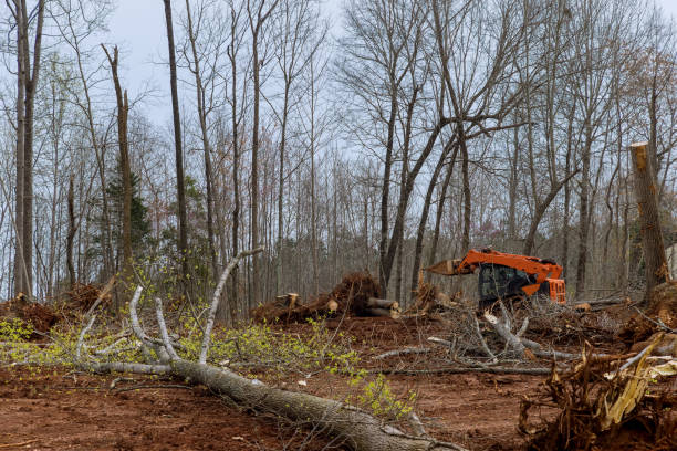 Best Tree Removal  in West End Cobb Town, AL