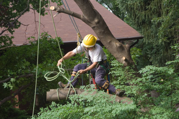 Best Leaf Removal  in West End Cobb Town, AL