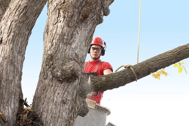 Best Palm Tree Trimming  in West End Cobb Town, AL