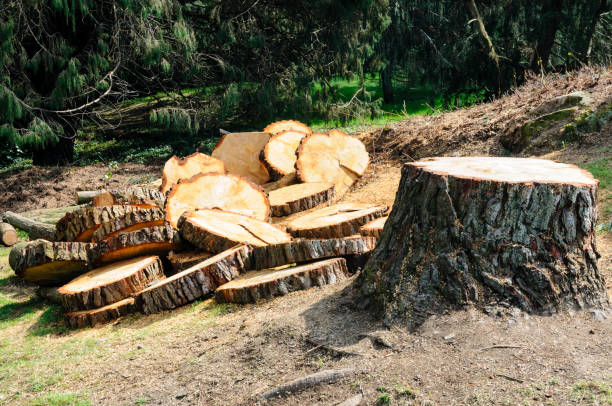 Best Tree Preservation Services  in West End Cobb Town, AL